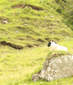 a sheep on a rock, somewhere in Scotland